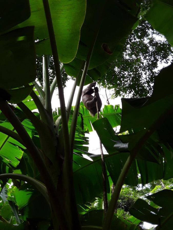 El Toucan Loco Floating Lodges Tierra Oscura Luaran gambar
