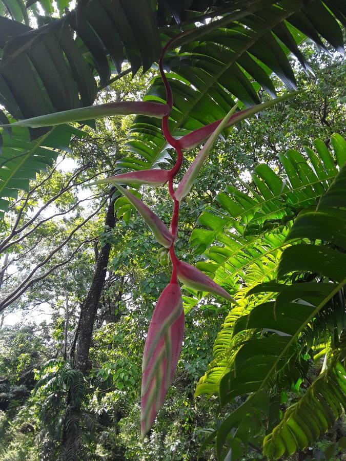 El Toucan Loco Floating Lodges Tierra Oscura Luaran gambar