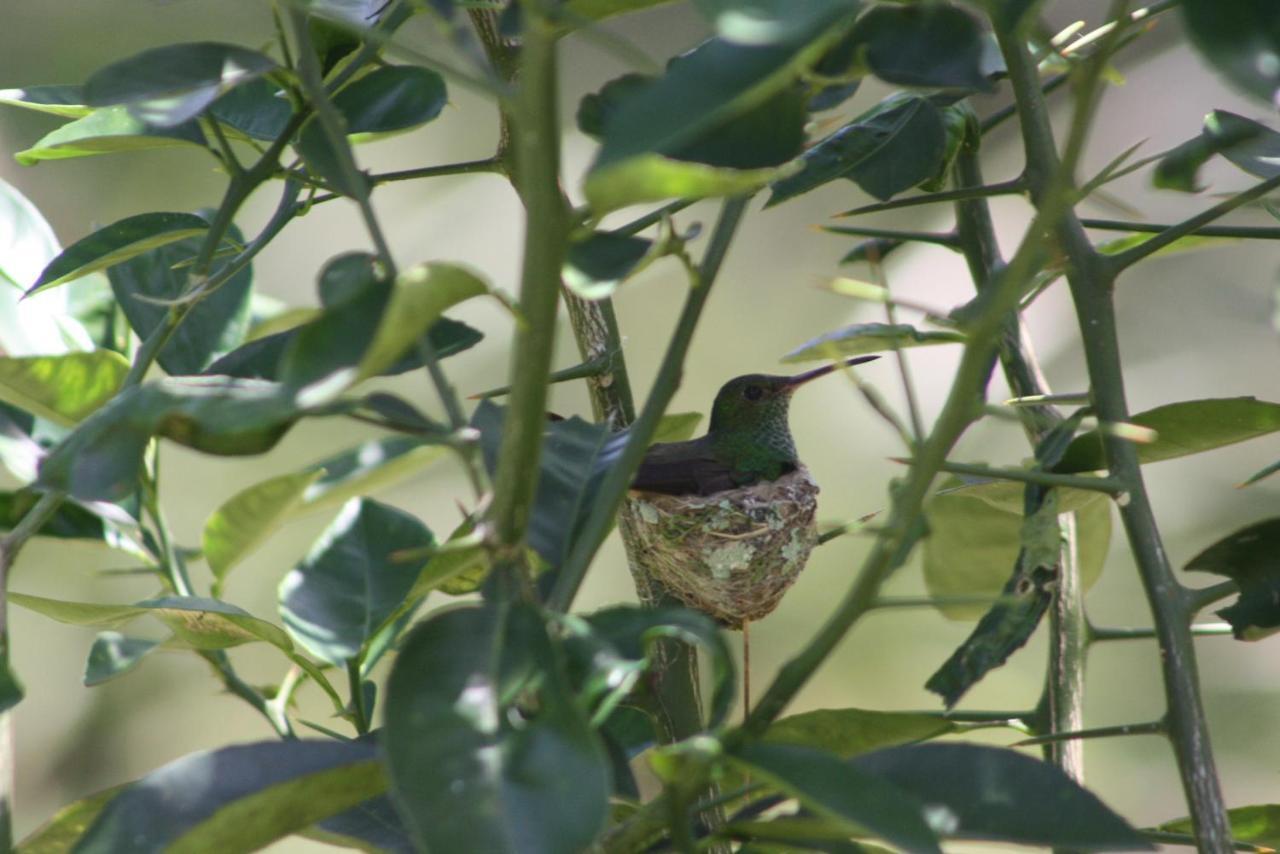 El Toucan Loco Floating Lodges Tierra Oscura Luaran gambar